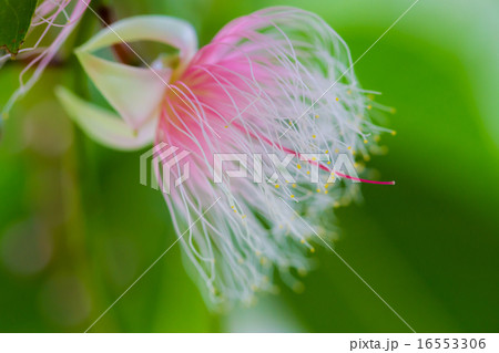 サガリバナ サワフジ 舞香花 植物の写真素材