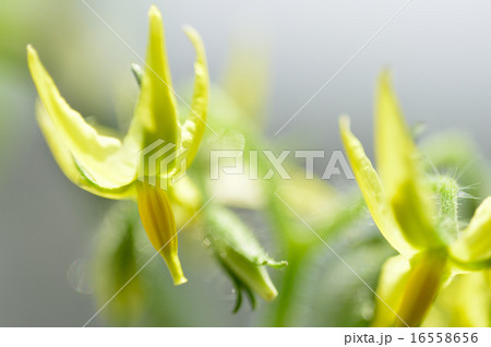 ミニトマトの花の写真素材