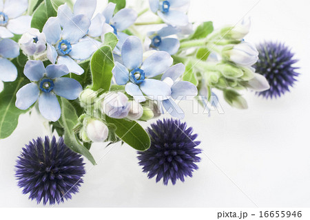 ルリタマアザミ ブルースター 花 植物の写真素材