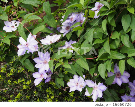 花 テッセン 鉄扇 植物 綺麗の写真素材