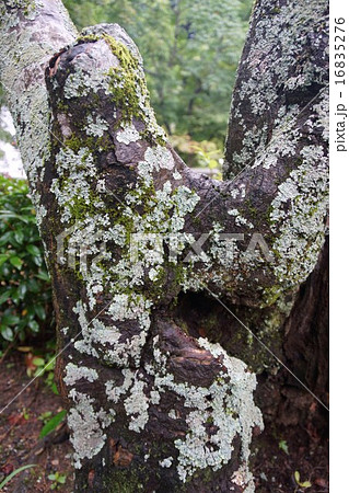 最高苔 白い 最高の花の画像