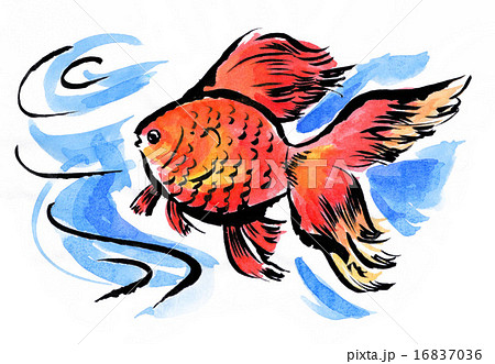 観賞魚 金魚 水 絵手紙風のイラスト素材