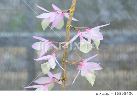 デンドロビウム アフィルムの写真素材 デンドロビウム アフィルムの写真素材