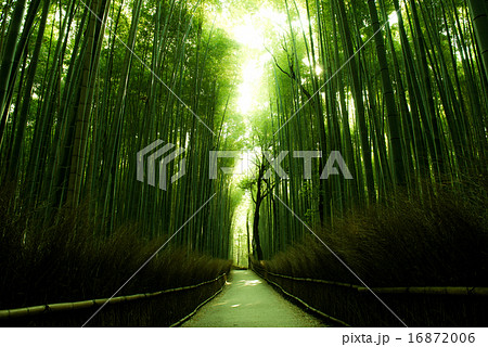 高画質 高画素 高品質 竹林の写真素材