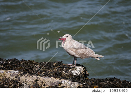 ヒトデ 海鳥 鳥 カモメの写真素材