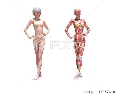 人体標本 女性 人体 肉体のイラスト素材 人体標本 女性 人体 肉体のイラスト素材