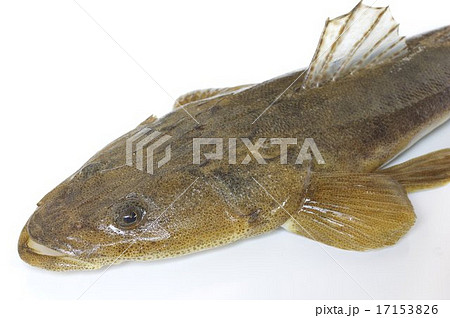 平たい魚の写真素材