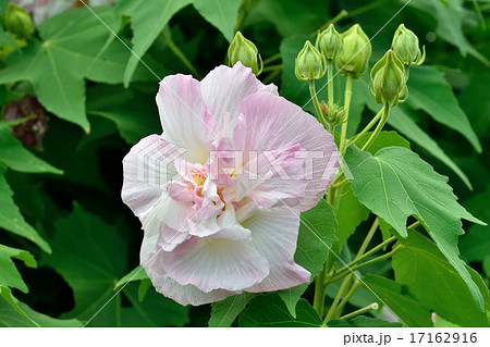 酔芙蓉の写真素材 - PIXTA