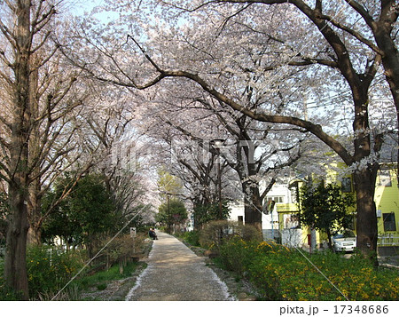 玉川上水第二公園の桜並木の写真素材