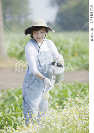 野菜畑 畑 水やり 農作業の写真素材