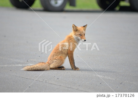 子狐の写真素材