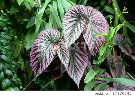 木立ベゴニア ベゴニア ブレウィリモサ エキゾチカ ベゴニア 葉の写真素材