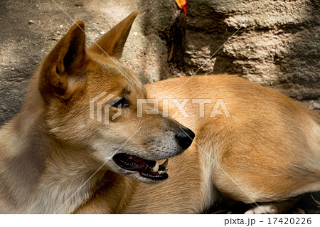 ディンゴ 動物園の写真素材