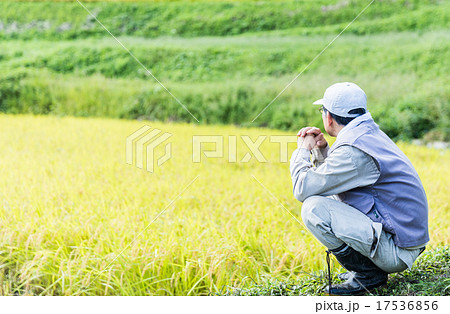 稲刈り しゃがむ 男性 田園風景の写真素材