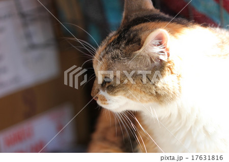 江の島の猫の写真素材 - PIXTA