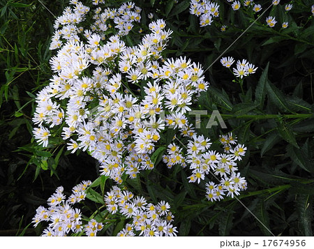 紫苑 花 秋 山野草の写真素材