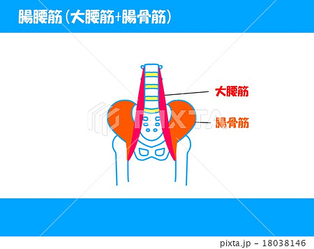大腰筋のイラスト素材 大腰筋のイラスト素材