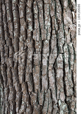 木の皮 テクスチャ 表面 質感 表皮の写真素材