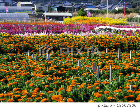 千倉の花畑の写真素材 - PIXTA