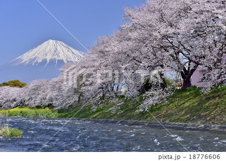 富士山 桜 川 潤井川の写真素材 - PIXTA