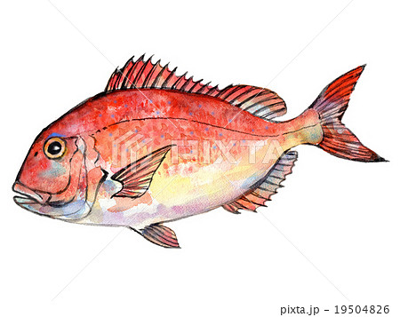 神様のいたずら?魚の中に魚がいる＊鯛 - 高塚由子 の 水彩画
