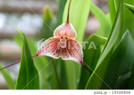 ドラクラギガスの写真素材