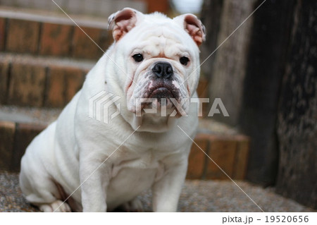 ブルドック イングリッシュブルドック ブサかわ 白い犬の写真素材
