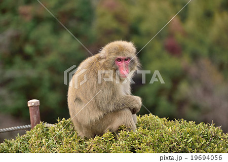 猿 座る 日向 さるの写真素材 - PIXTA