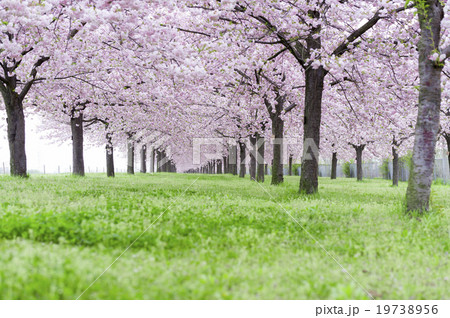 桜並木 桜 並木 千曲川河川公園の写真素材