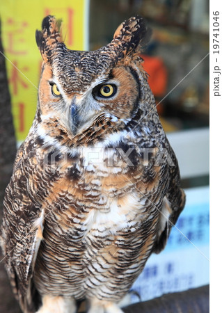 ミミズク 子供 顔 鳥の写真素材