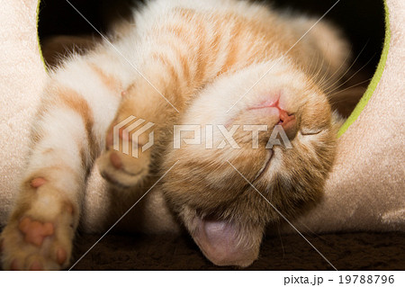 猫 子猫 マンチカン 長足の写真素材