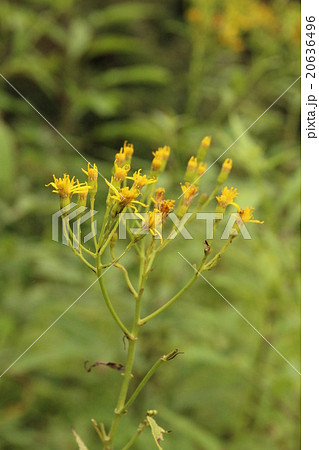 花言葉約束を守るの写真素材