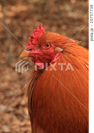 ニワトリ 鳥 鳥類 顔の写真素材