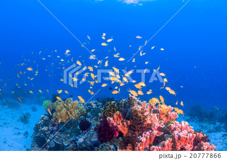枝珊瑚の写真素材 - PIXTA