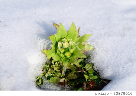 つきのとう 山菜 雪解け 雪の写真素材 つきのとう 山菜 雪解け 雪の写真素材