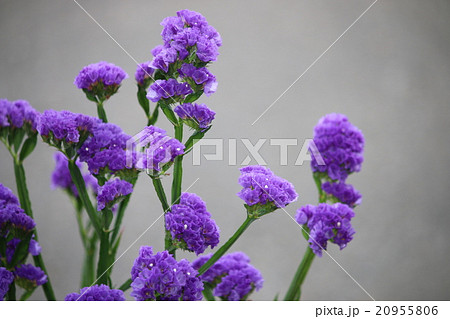 花 スターチス 紫色 鉢植えの写真素材