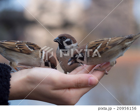 スズメ 雀 鳥 手乗りの写真素材