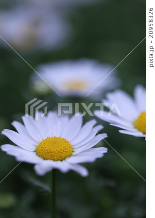 マーガレット 白い花 真ん中黄色 純真の写真素材