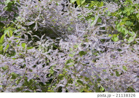 メイフラワー 花の写真素材