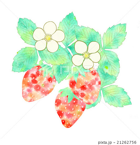 苺 花 かわいい 白バック 葉 4月のイラスト素材