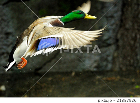 飛ぶ 野鳥 鴨 真鴨の写真素材