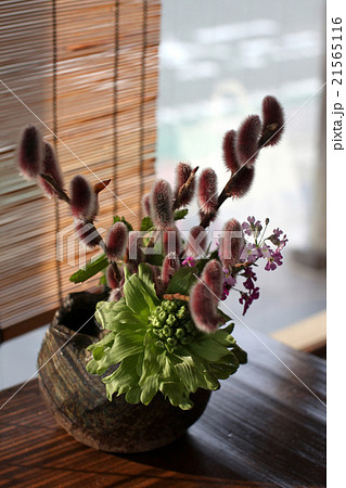 生け花用 ネコヤナギ 猫柳の写真素材