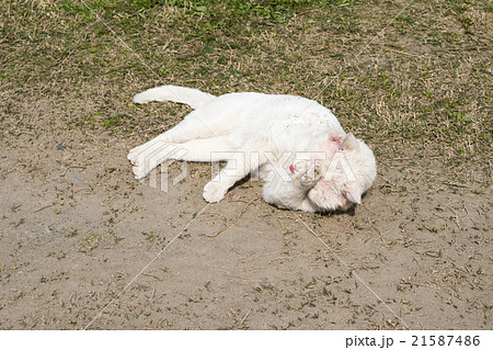 外で寝転び 顔を洗う白猫 飼い猫 の写真素材