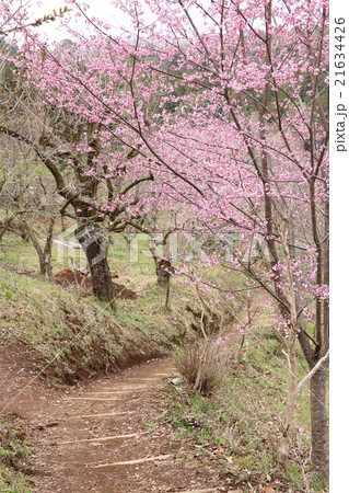 ベニザクラ 植物 紅桜の写真素材