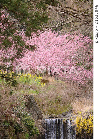 ベニザクラ 植物 紅桜の写真素材