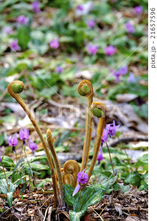 ゼンマイ 山菜 花 春の写真素材