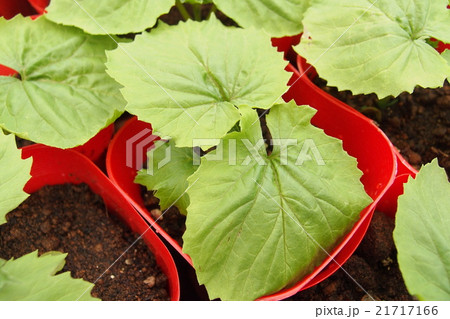 ゴーヤの苗の写真素材