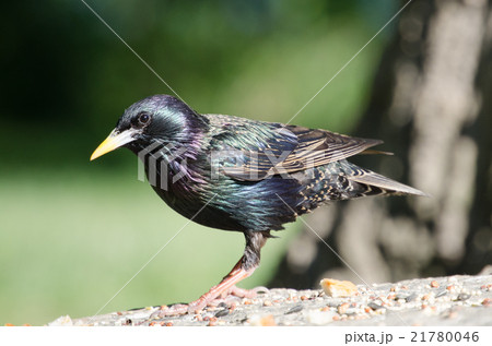 星椋鳥の写真素材