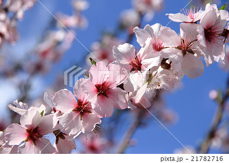 桜に似た花の写真素材
