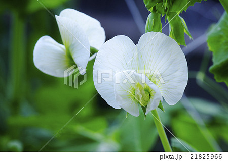 えんどう豆の花の写真素材 21825966 Pixta